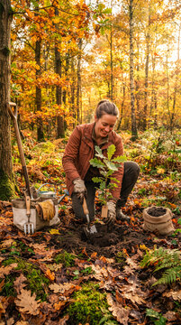 Persona plantando un &aacute;rbol en un bosque oto&ntilde;al, concepto de reforestaci&oacute;n, sostenibilidad, conservaci&oacute;n de la naturaleza y protecci&oacute;n del medioambiente.
