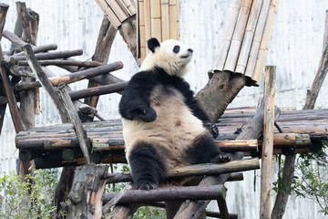 Giant Panda Sitting Comfortably on Wooden Platform © foreverhappy