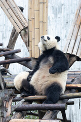 Giant Panda Sitting Comfortably on Wooden Platform © foreverhappy