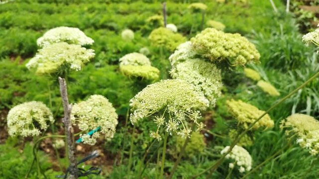 Footage Ammi majus flower, false bishop's weed, Queen Anne's lace, or bunga wortel in Indonesia, is a member of the carrot family Apiaceae. White carrot flower blown by the wind in carrot plantation. 
