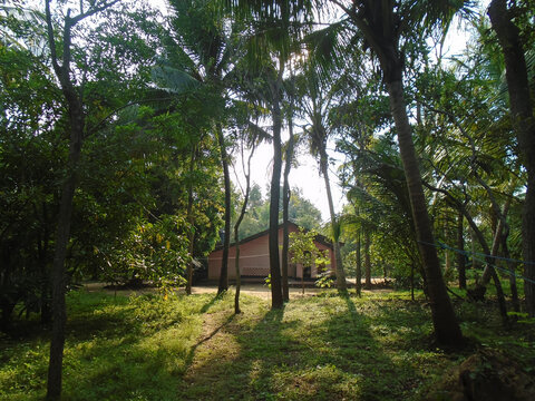 Small pink house hidden in a dense green tropical forest.
