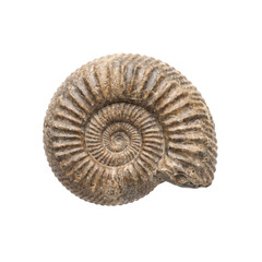 Ancient ammonite fossil showcasing intricate spiral shell patterns on a white background © maximon4ik