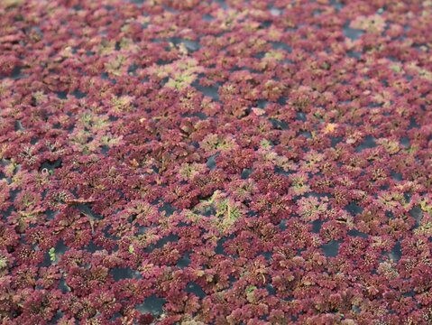 High angle view of dense red azolla (Azolla pinnata) floating fern covering pond water, creating a natural botanical pattern. Ideal background for agriculture, ecology, and environment concepts