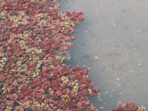 Close up of red azolla (Azolla pinnata) covering the calm water surface of a freshwater pond, forming a natural aquatic texture. Perfect background for ecology, agriculture, and nature concepts