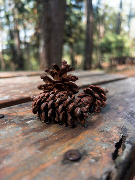 A natural pine cone growing on a conifer tree, featuring layered scales, earthy colors, and a distinctive organic shape. The cone represents forest nature, botanical growth, woodland ecosystems, and t