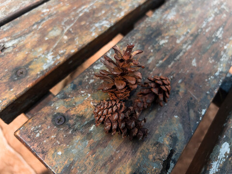 A natural pine cone growing on a conifer tree, featuring layered scales, earthy colors, and a distinctive organic shape. The cone represents forest nature, botanical growth, woodland ecosystems, and t