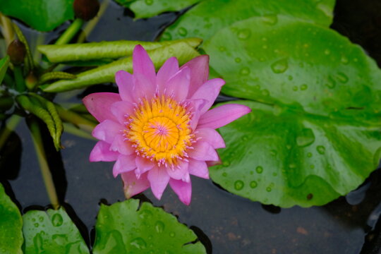 Nymphaea colorata in the tropical garden. Nymphaea nouchali var. zanzibariensis. 