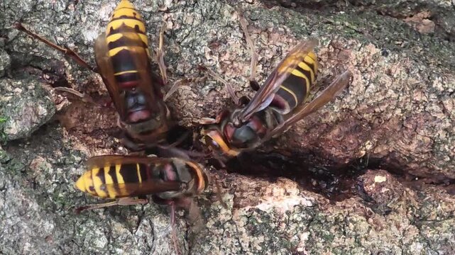 Asian giant hornets feeding on tree sap on oak bark, 4K macro video#006


