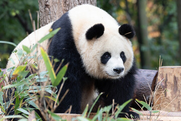Close up Portrait of Giant Panda , Yuan Run, with a sweet smile to the audience © foreverhappy