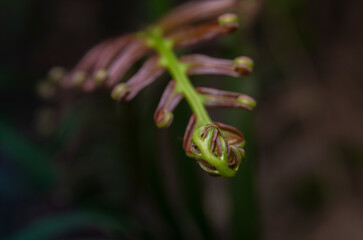 High angle macro shot of unfurling fern frond tip in wild forest © chris