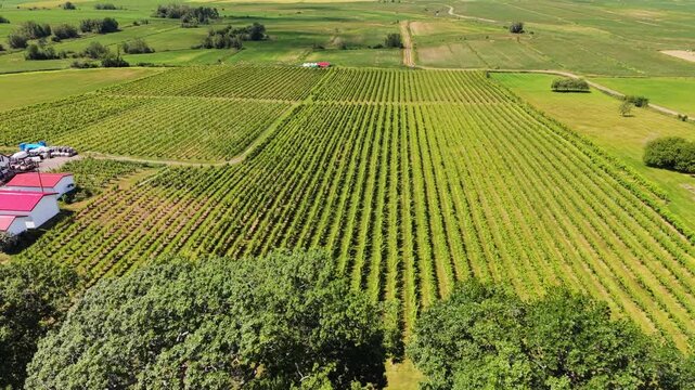 Breathtaking aerial view of a vineyard farm in Nova Scotia, Canada showcasing lush grape fields