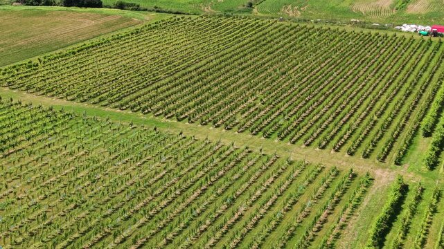 Breathtaking aerial views of a vineyard in Nova Scotia, Canada, showcasing lush grape fields under the bright sun