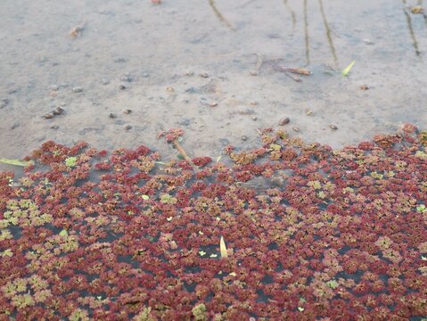 Close up of red azolla (Azolla pinnata) covering the calm water surface of a freshwater pond, forming a natural aquatic texture. Perfect background for ecology, agriculture, and nature concepts