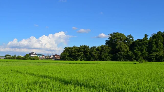田んぼのある風景