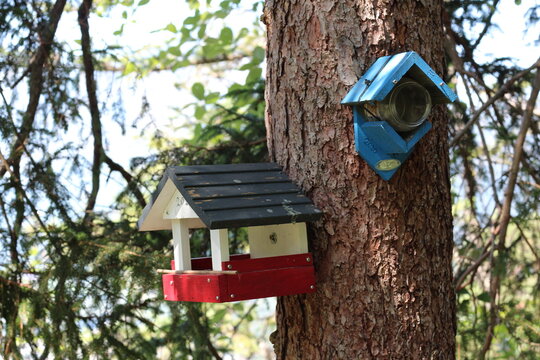 Wooden bird feeders attached to a tree trunk in a forest. A colorful red, white, and black feeder stands alongside a blue feeder, surrounded by green pine branches in daylight.
