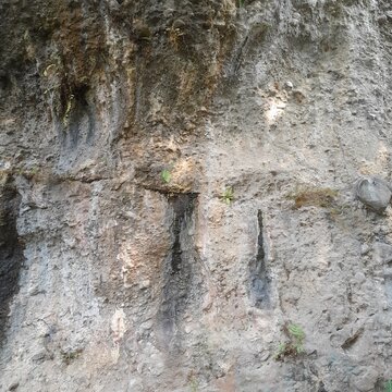Rough rock cliff texture with wet mineral stains and small plants growing