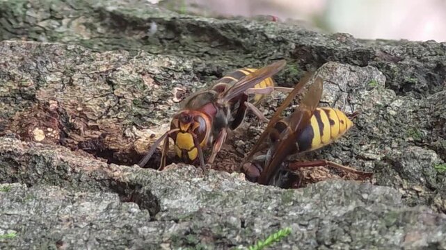 
Asian giant hornets feeding on tree sap on oak bark, 4K macro video#008


