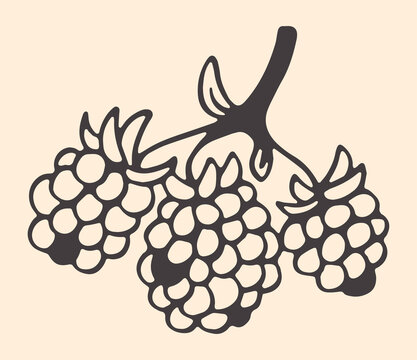 Big raspberry branch with three berries, hand drawn dark graphite line art on cream, botanical print