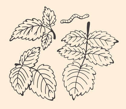 Raspberry leaf branch set with cute worm, hand drawn dark graphite doodle on cream, clip art