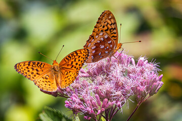 Naklejka premium Aphrodite fritillary butterflies on Spotted Joe-pyeweed in Algonquin Park, Canada