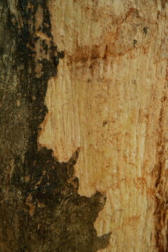 Detailed Abstract Texture of Weathered Tree Trunk Bark