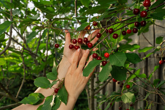 Closeup shot woman hand picking organic sour cherries 