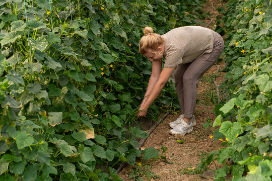 closeup shot A woman pulls weeds in a greenhouse, cucumber plants inside