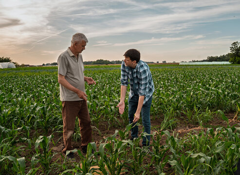Two man farmer talking or arguing on the field, having conversation about crops or arguing over land