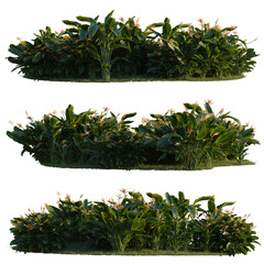 Obraz premium Strelitzia reginae tree line, Forest Edge, Backdrop cutout, isolate transparent background, Tropical Bird of Paradise Shrubbery - Lush Greenery with Vibrant Flowers for Landscape Design