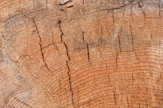 Detailed texture of a dry weathered wooden log cross section showing annual tree rings and deep vertical cracks.
