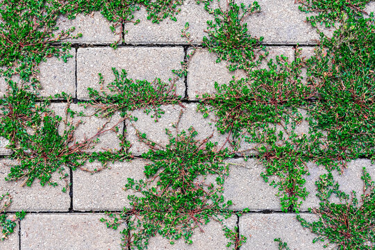 The grass has overgrown the old paved area.