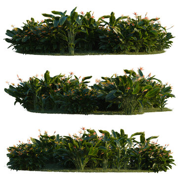 Strelitzia reginae tree line, Forest Edge, Backdrop cutout, isolate transparent background, Tropical Bird of Paradise Shrubbery - Lush Greenery with Vibrant Flowers for Landscape Design