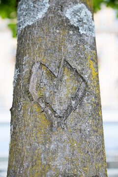 tree stem with carved love heart