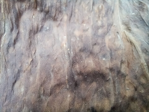Macro detailed view of a dry, withered brown leaf texture showing raised bumpy lesions and rough organic patterns.