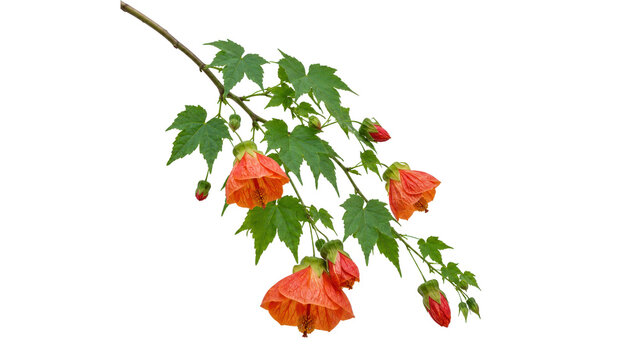 Abutilon Branch with Orange Bell Flowers on Transparent Background