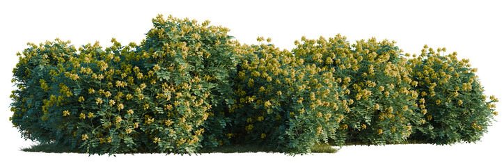 Fototapeta premium Coronilla glauca tree line, Forest Edge, Backdrop cutout, isolate transparent background, Blooming shrubbery hedge with yellow flowers, green foliage, perfect for landscaping design elements.