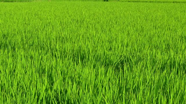 田んぼのある風景