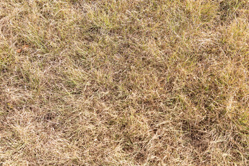 Naklejka premium Drought-stricken lawn in summer
