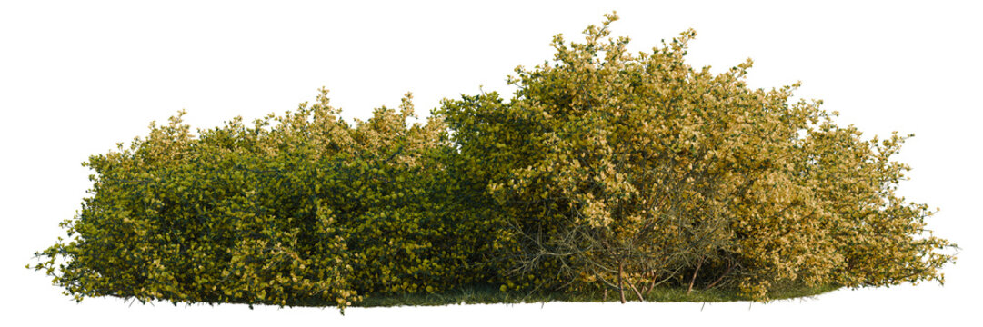 Genista scorpius tree line, Forest Edge, Backdrop cutout, isolate transparent background, Dense green shrubbery with a scattering of golden foliage against a dark background, perfect for landscaping.