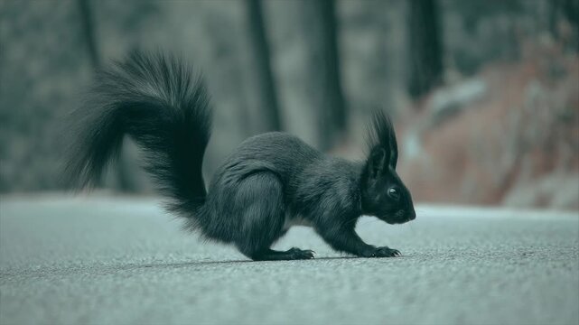 A sleek, black squirrel with a fluffy tail pauses on a textured surface, eyes alert
