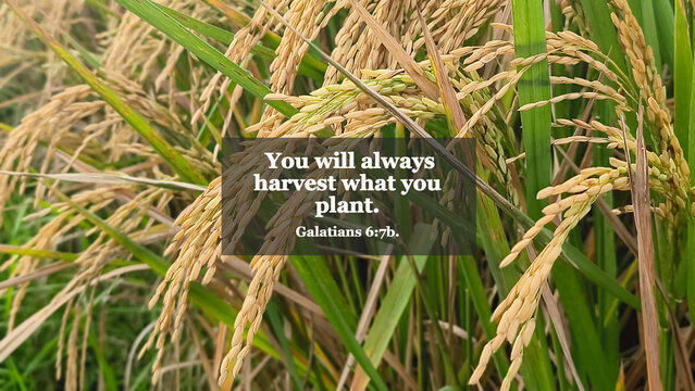 Bible verse quote - You will always harvest what you plant. Galatians 6:7b. On closeup of natural rice paddy plants background. Christianity. Faith, kindness concept.