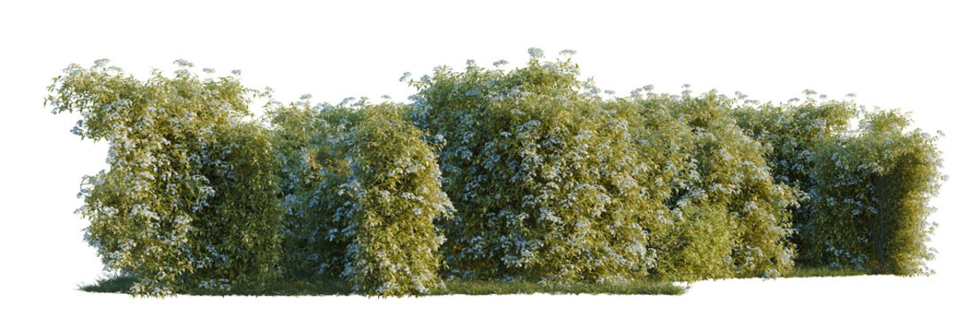 Solanum jasminoides variegata tree line, Forest Edge, Backdrop cutout, isolate transparent background, Dense flowering hedge with abundant blossoms, detailed foliage