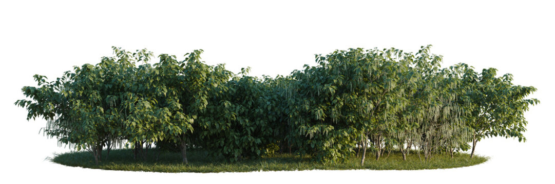 Stachyurus praecox tree line, Forest Edge, Backdrop cutout, isolate transparent background, Dense lush green treescape with grassy ground - perfect for landscape design elements and backgrounds