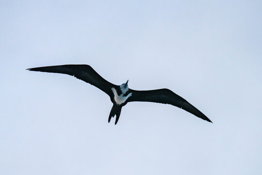 Ascension Island frigatebird (Fregata aquila) in flight at Ascension Island in the South Atlantic Ocean
