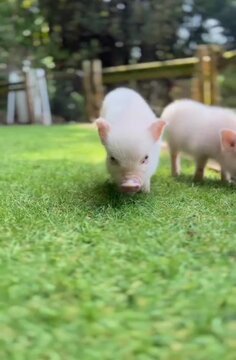 Tiny piglet wanders freely