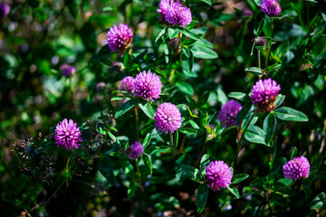 Fototapeta premium Close up shot of purple red clover Trifolium pratense flowers blooming in green meadow field