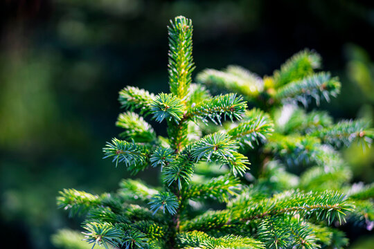 Close up shot of small spruce tree top Picea sitchensis with fresh needles in sunlight