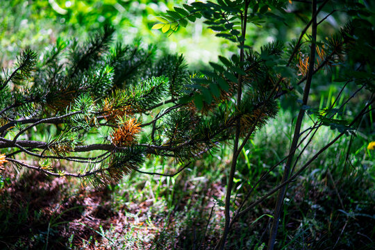 Close up shot of pine branches Pinus mugo with green and yellowing needles next to rowan tree branch in sunlight