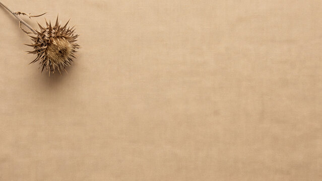 Dried brown thistle flower head on a tan woven linen fabric background with copy space
