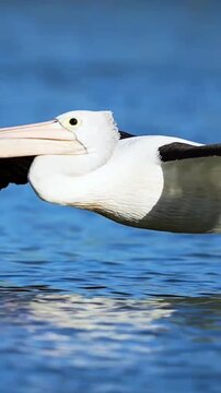 Waterbird in flight over blue water and green shore